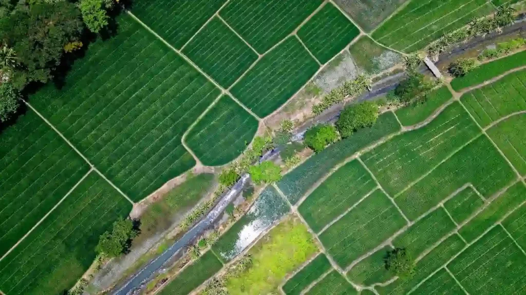 Vue aérienne de parcelles agricoles verdoyantes séparées par un petit canal d’irrigation.